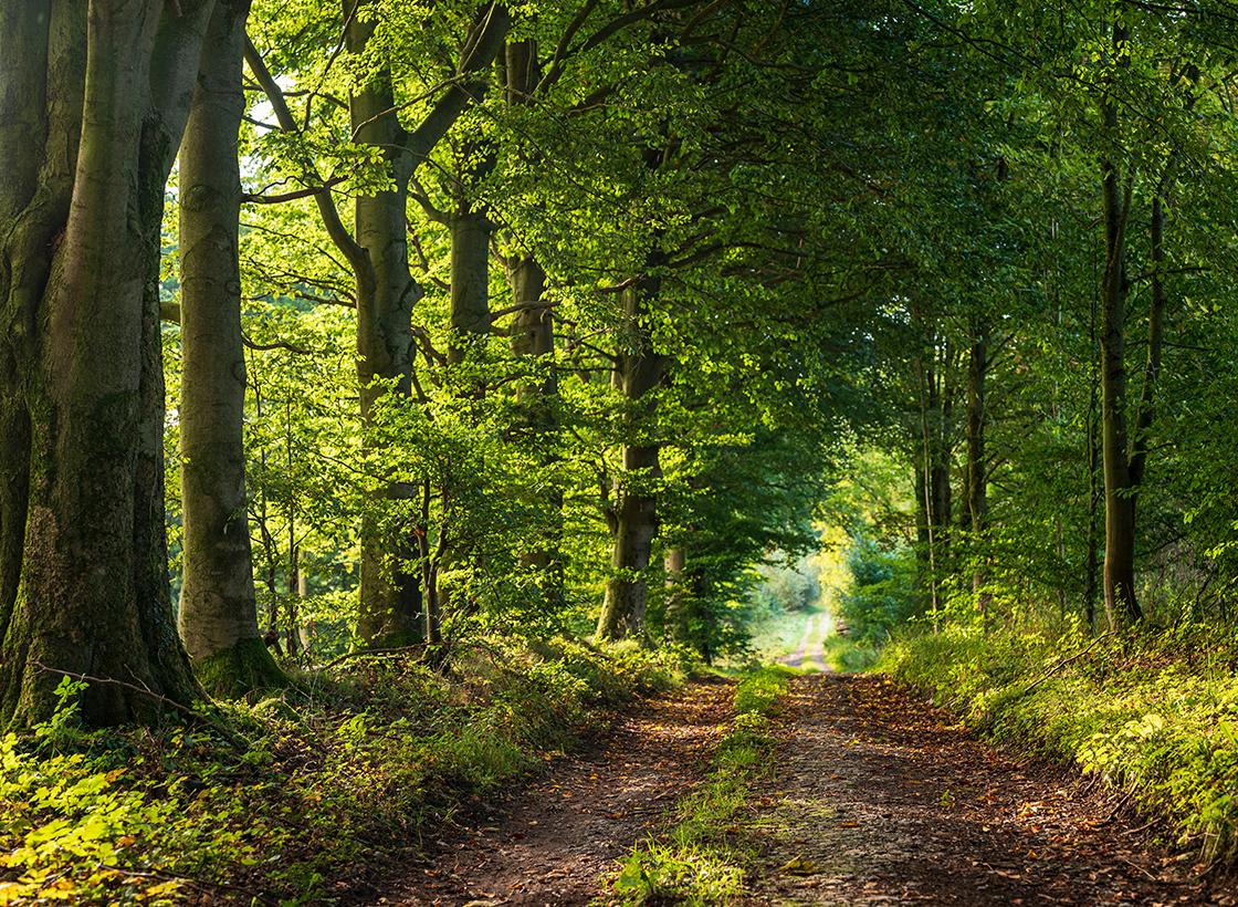 Magazin Beitrag PEFC Waldweg Web Magazin Beitrag PEFC Waldweg Web